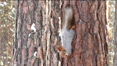 Squirrels are playing catch-up