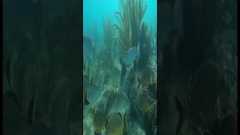 Under the sea Puerto Morelos clip 5