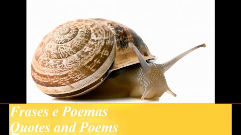 Você é um caracol mesmo: Vive dentro de casa, gruda nos outros! [Frases e Poemas]