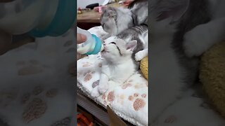 How to Feed 2 days baby cat!