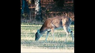 Deer in a field