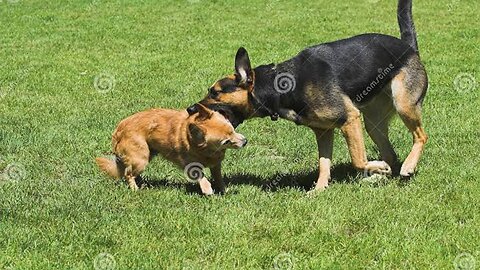 Little Dog is Defending from his Mother | سگ چوچه از مادرش دفاع میکند