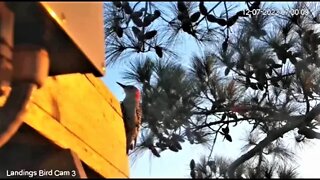 Red Bellied Woodpecker at The Camera Brace 🌲 12/07/22 07:28