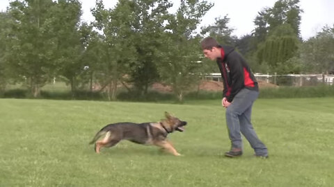 Puppy Training - German Shepherd