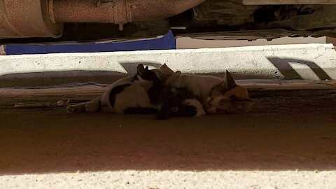 A cat is taking a nap under a car ...