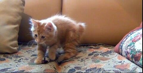 Very Cute Little #Kitten & Toy #Mouse - #Comedy