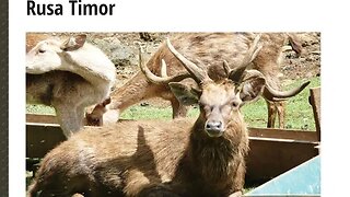 RUSA TIMOR