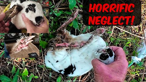 Horrifically neglected and malnourished RABBIT rescue!