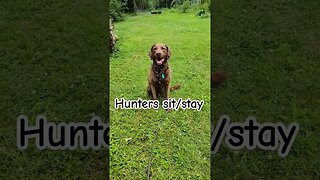 Hunter's 3rd lesson of sit/stay #sitstay #obedience #chesapeakebayretriever
