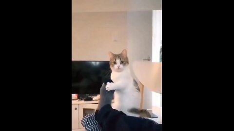 Funny Cat Videos