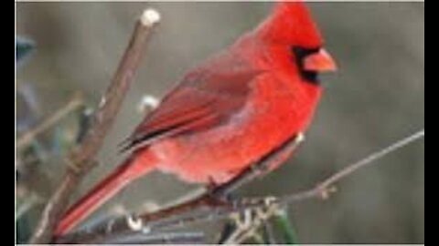 WHEN IS IT EVER ENOUGH! MALE CARDINAL FEEDING FEMALE ALL DAY LONG, IT MUST BE LOVE.