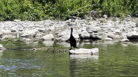 Cormorant loves Humber River