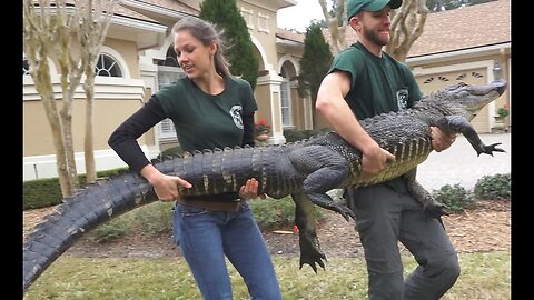 Big Alligator Caught After Trying to Eat Dog!!
