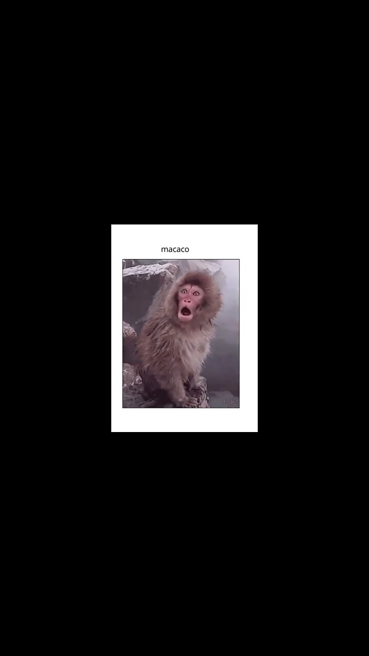 os macacos engracados shorts