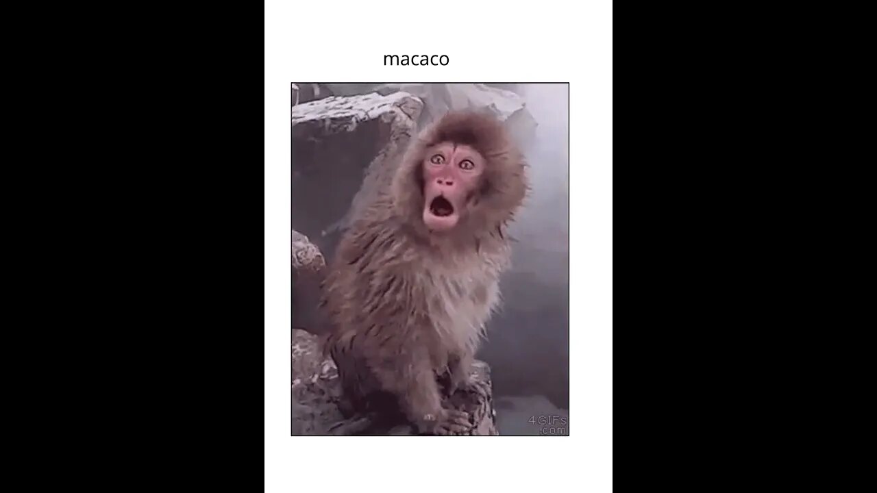 os macacos engracados shorts