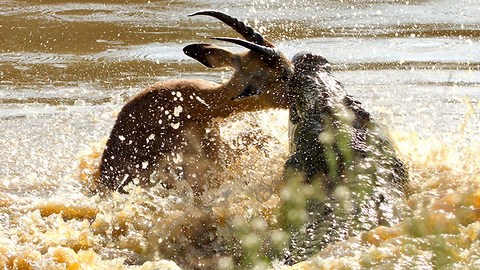 Caught On Camera: Crocodile Catches A Leaping Impala