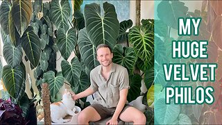 MY MOST BEAUTIFUL PHILODENDRONS - full velvet philo plant collection :)