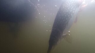 Underwater Northern Pike Release with GoPro
