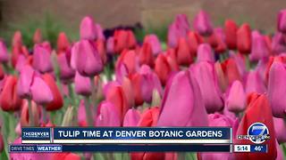 Tulips are blooming at Denver Botanic Gardens