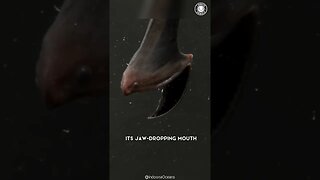 Gulper Eel 👹 Real Deep Sea Monster!