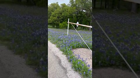 Morning walk 3/28 - nothing but bluebonnets everywhere...