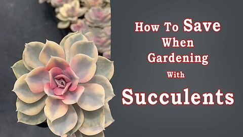 Looking to save money when gardening with succulents? Here's how!