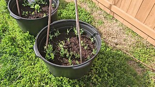 Snow Peas Planted 02/16/2024 Have Germinated & Started Growing-Update 03/07/2024.