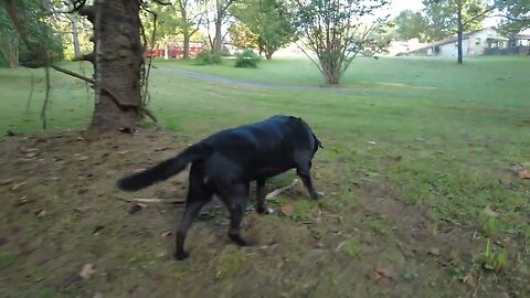 Bruce the Dog's Assertive Walk Around the Tennessee Farm (4K HD ASMR)