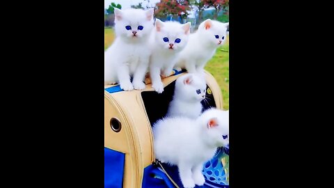 White cute cats with blue eyes