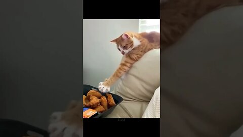 Funniest cat videos, try not to laugh!