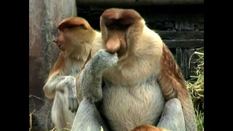 Meet the Proboscis Monkey