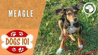 Dogs 101 - MEAGLE - Top Dog Facts about the MEAGLE | DOG BREEDS 🐶 #BrooklynsCorner