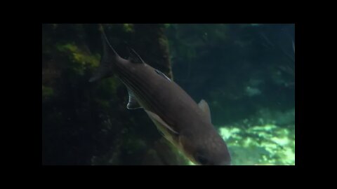 Aquarium Trip - AUGUST 2021