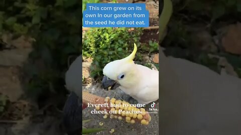 #cutepets #parrot #cockatoo #corn #cat #shorts