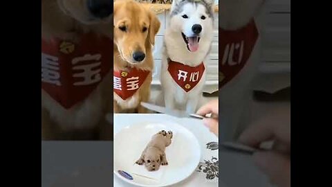 funny dog reaction to dog cake😂