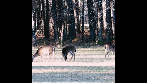 Deer in the Field