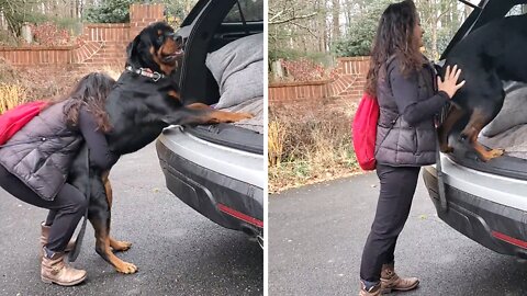 Huge Rottweilers Need Assistance Getting Into Vehicle's Trunk