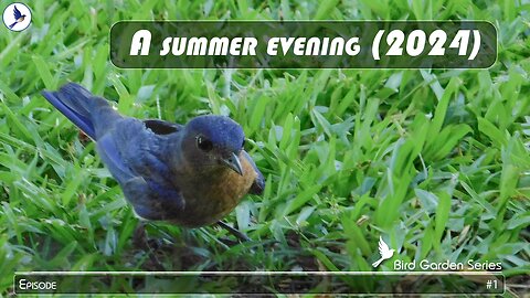 Bird Garden #1 - A summer evening (2024)