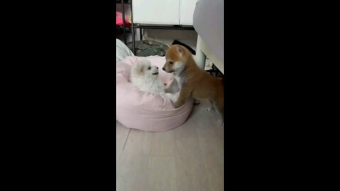 🙏please follow & like this video, cute little cat &dog love with...