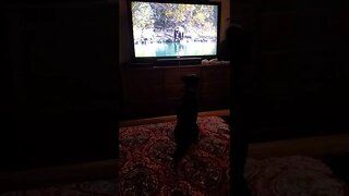 bear on TV and he is barking....guess nature shows are out