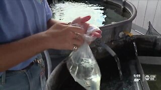 Hillsborough County offering free mosquito fish to help reduce the mosquito population
