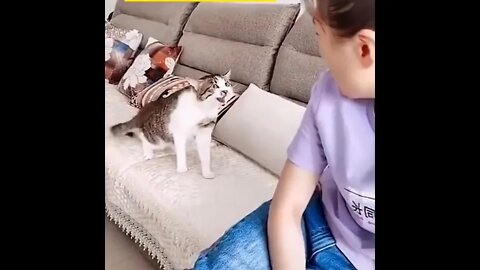 Cats Doing Crazy things- Try Not to Laugh - Best of Tiktok 2022 #5