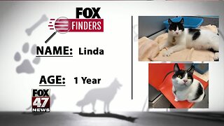 FOX Finders Pet Finder - Linda