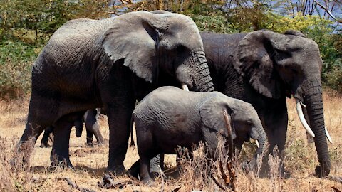 ELEPHANT is Animal of the Day For Kids