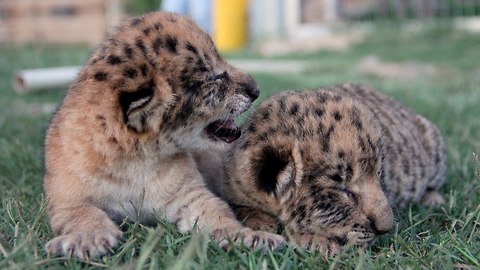 Cute Liliger Cubs: World's First Male Lion & Liger Hybrid Born In The USA