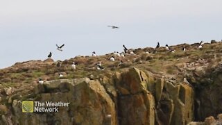 Seabirds enjoy the coastal air on Newfoundland's rocky shores