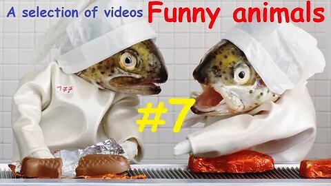 Funny animals / A selection of videos #7