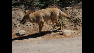 Coyote in Yosemite Village