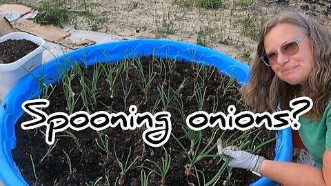 Spooning Onions #hedgehogshomestead #gardening