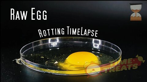 Raw Egg Rotting Decomposting Time Lapse